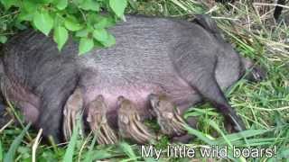 New born Wild baby boars [upl. by Nohsar]