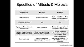 Mitosis vs Meiosis [upl. by Gerrard]