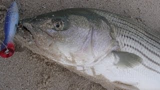 Surfcasting for Striped Bass with Poppers  Super Strike Plugs [upl. by Jerold499]