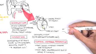 Anatomy  Middle Ear [upl. by Reichert]