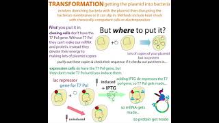 bacterial protein overexpression [upl. by Dyol]