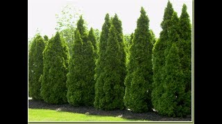 Growing the Emerald Green Arborvitae [upl. by Eedebez]