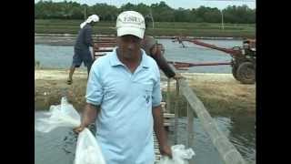 Milkfish Bangus amp Vannamei White Shrimp Polyculture in Ponds Part 1 [upl. by Driskill136]