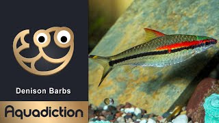 Denison Barbs Puntius Denisonii  Tropical Aquarium Fish [upl. by Shatzer]