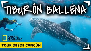 TIBURON BALLENA Tour CANCUN 🔴 NADO GARANTIZADO ✅ ¿Holbox o Cancun ► Cuanto mide Whale Shark Tour [upl. by Sadnak57]