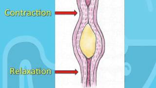 Bacterial movement using flagella [upl. by Det]