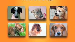 Zoom Room Guide to Dog Body Language [upl. by Gehman]