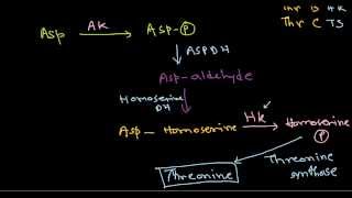 Amino acid synthesis [upl. by Ardeahp49]