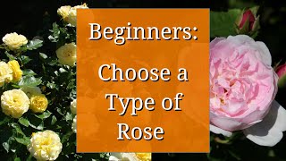 Types of Roses Beginners Guide to Rose Varieties [upl. by Sulohcin404]