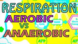 RESPIRATION  AEROBIC VS ANAEROBIC RESPIRATION  OXYGEN DEBT [upl. by Lewanna]