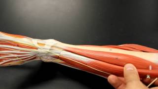 MUSCULAR SYSTEM ANATOMY Anterior leg muscles model description Somso [upl. by Ivz]