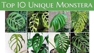 Top 10 Unique Monstera You Must Have [upl. by Imhskal]