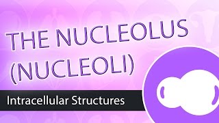 Intracellular Structures The Nucleolus [upl. by Eves]