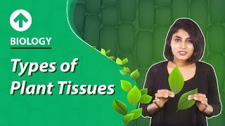 Types of Plant Tissues  Structural Organisation In Plants  Biology  Class 9 [upl. by Ayrolg]