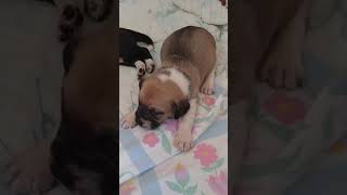 Distemper symptoms in 2 week old puppy [upl. by Phillada299]