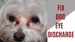 How to fix dog eye discharge [upl. by Romona123]