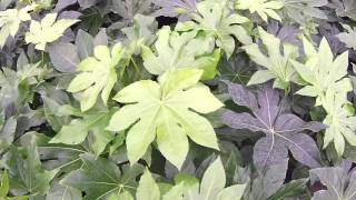 Big Plant Nursery  Fatsia japonica [upl. by Stannfield919]