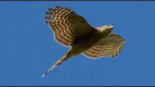 Sparrowhawk Bird Call Bird Song [upl. by Attlee]