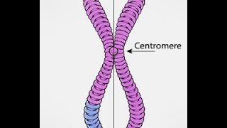 Chromosomes Vs Chromatids [upl. by Atteuqal]