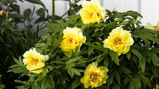 Which Type of Peony to Plant in Your Flower Garden [upl. by Xel]