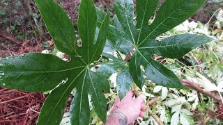 Growing Fatsia japonica from cuttings [upl. by Starks]