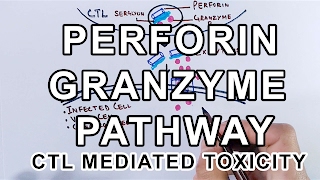 Mechanism of Perforin Granzyme Pathway [upl. by Elletsyrc171]