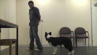 Teaching A Dog To Wear A Muzzle Muzzle Training [upl. by Anade]