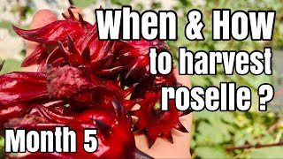 Harvesting Thai RED ROSELLE HIBISCUS  Cosecha de JAMAICA [upl. by Brynna]