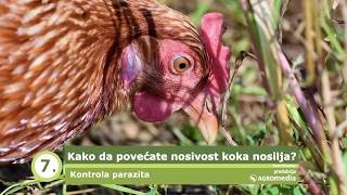 Kako da vaše KOKE Nosilje Daju VIŠE JAJA  How to Make Hens More Productive [upl. by Annawal]