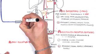 Pharmacology  Antihypertensives [upl. by Zerelda]