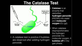 Microbiology Catalase Test [upl. by Gustav131]