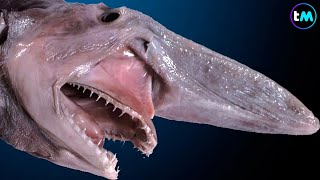 Los 10 TIBURONES MÁS RAROS Del Mundo  Parecen de otro planeta 😱 [upl. by Netsirhk]