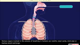 Respiration in Organisms  Class 7 [upl. by Enajyram]