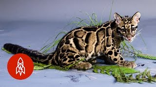 These Playful Leopard Cubs Are a Rare Sight in the Wild [upl. by Bertram61]