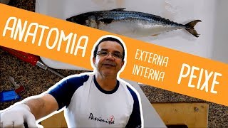 ANATOMIA EXTERNA E INTERNA DO PEIXE ÓSSEO  Angelo Vieira [upl. by Ihsoyim174]