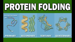 PROTEIN FOLDING [upl. by Ferguson]