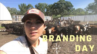 BRANDING amp CASTRATING CATTLE at the OZ Ranch [upl. by Carolus727]