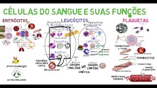 Células do Sangue e suas Funções [upl. by Ellen]