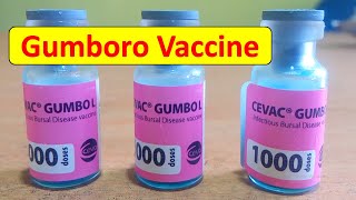 Giving Gumboro Vaccine In Poultry  Infectious Bursal DiseaseIBD  Gumboro Vaccine For Chicken [upl. by Lemert]