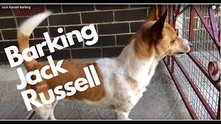 Jack Russell Barking  Happy Puppy [upl. by Narrad]