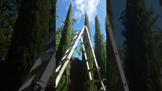 Part 2 Pencil Pine trim topiary hedge maintenance gardening garden care [upl. by Judye]