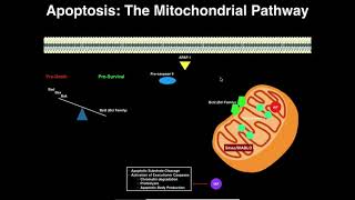 Apoptosis  The Mitochondrial Pathway [upl. by Mercie]