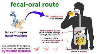 Typhoid Fever Salmonella typhi [upl. by Jarlathus334]