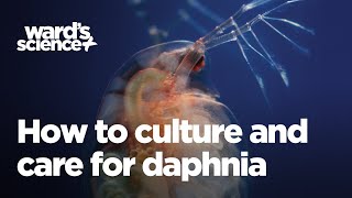 Caring and Culturing for Daphnia [upl. by Carmela]