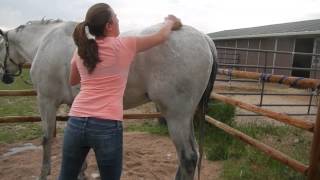 How to Bathe Your Horse [upl. by Eikcaj]