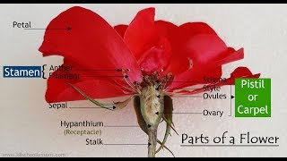 Parts of a Flower  Functions of the Parts of a Flower  Flower Dissection  Structure of a Flower [upl. by Pleasant]