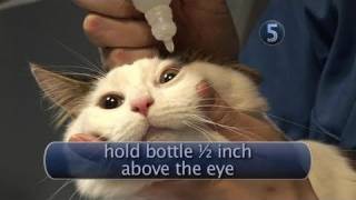 How To Apply Cat Eye Drops [upl. by Domini264]