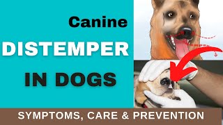 How to Recognize Distemper Symptoms in Dogs TREATMENT amp PREVENTION [upl. by Brechtel]