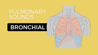 02  Lung Sounds  Bronchial breath sounds [upl. by Feer]