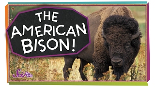 Meet the American Bison [upl. by Arada]